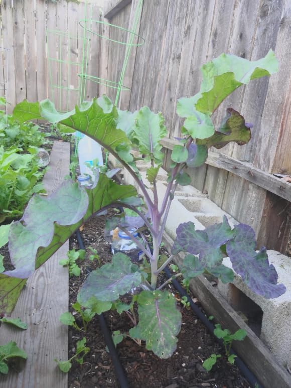 Purple Tree Kale Live Plant in Pot – Tree Collard Perennial Vegetable, 10-20 Year Lifespan - Rare Edible Ornamental, Cold Hardy Cut-and-Come-Again Kale, Fast Growing to 6–10 Ft - Image 7
