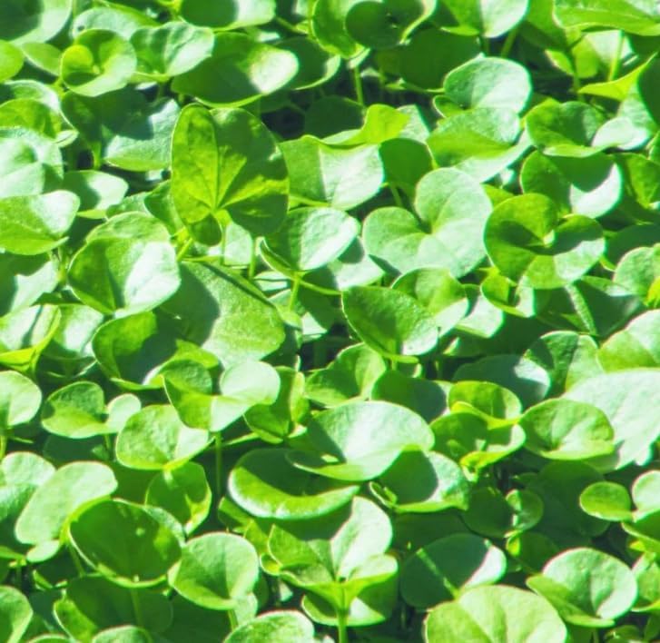 Dichondra Plant, Dichondra Ground Cover Plant for Planting, Ideal Lawn Alternative in Sun or Shady, 4" Pot (Green Falls Dichondra) - Image 6