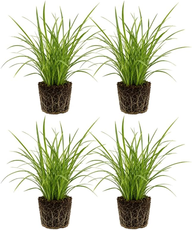 4 Aztec Grass Plants Live (Muscari Liriope Plant), 4-8" Tall, Non GMO Ornamental Grass Live Plant, Drought Tolerent, High-Density Ground Cover for Shaded Backyard & Patio Pathway by GINGERGLOW