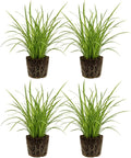 4 Aztec Grass Plants Live (Muscari Liriope Plant), 4-8" Tall, Non GMO Ornamental Grass Live Plant, Drought Tolerent, High-Density Ground Cover for Shaded Backyard & Patio Pathway by GINGERGLOW