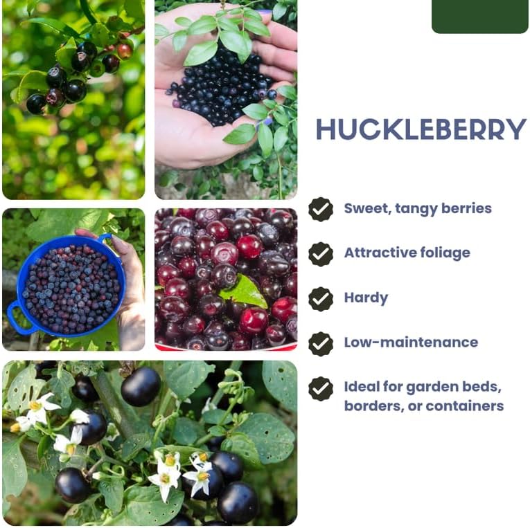 Huckleberry Tree Live Plant, Outdoor Garden Berry Bush, 6-10 Inch Tall - Image 3