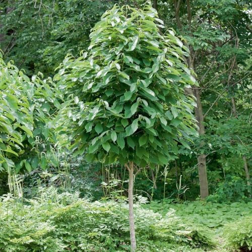 Paw Paw Tree Seedlings, 1 gal Nursery Pot, 2 Trees - Image 2
