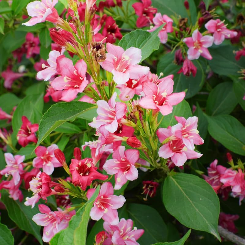 Pink Weigela Live Plant, 4" Pot, Vigorous Flowering Shrub for Pollinator Gardens and Yards - Image 2