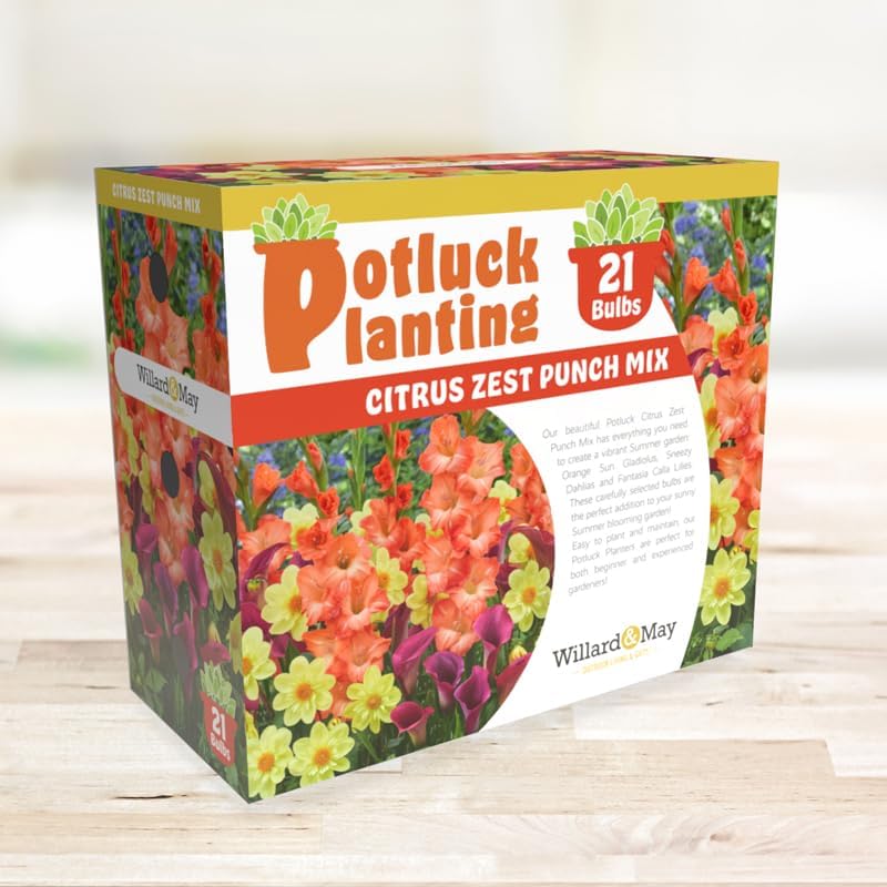 Citrus Zest Punch Flower Bulb Mix - All-in-One Garden Kit - 21 Flower Bulbs per Box - Dahlias, Lilies, Gladiolus - Fragrant - Naturalizing - Easy to Plant Flowers - Live Outdoor Potluck Planting - Image 4