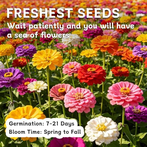 LUOJIBIE Zinnia Seeds for 2027, 6,000+ California Giant Zinnia Seeds Bulk, Double Dahlia Zinnia Mixed Color Seeds, Flower Seeds for Planting Outdoor Garden, Non-GMO Heirloom, Easy to Grow - Image 7
