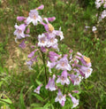 Smooth Beardtongue 32 Live Plants (Penstemon laevigatus) – Native Perennial Wildflower for Pollinator Gardens, Attracts Bees & Hummingbirds, Low Maintenance, Partial to Full Sun Landscaping Plant by MyHomePark