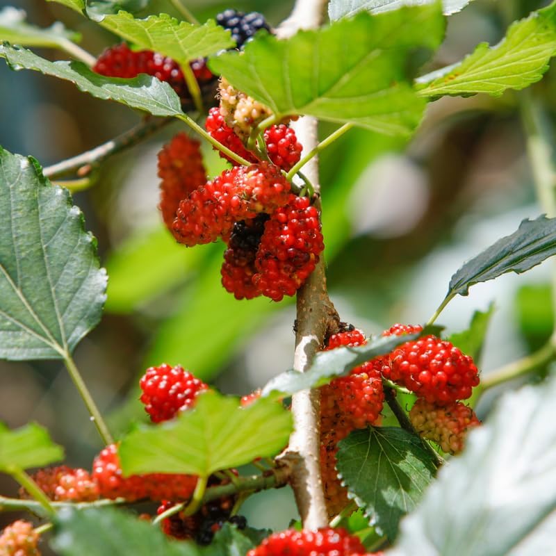 Red Mulberry Live Plant, 4-8 Inch Tall Hardy Fruit Tree - Image 4