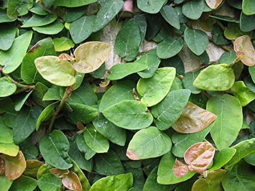 Creeping Fig Live Plants (5-9") - Pack of 2 (Two) - Ficus pumila Climbing Vine - Fast Growing Wall Coverage - Indoor Terrarium & Outdoor Garden - Self-Adhering Evergreen Foliage - Image 6