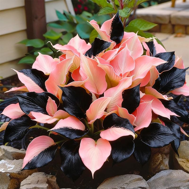 315+ Perennial Mix Color Hosta Seeds for Planting in Outdoor Garden - Shade Tolerant Plant Seeds,Ideal for Borders & Containers - Image 6