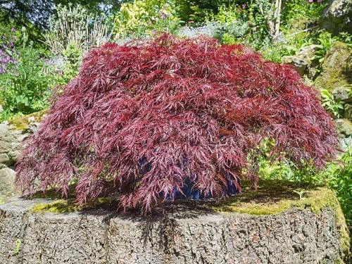 10 INABA SHIDARE Maple Weeping Red Laceleaf Japanese Acer Palmatum Dissectum Tree Seeds - Image 3