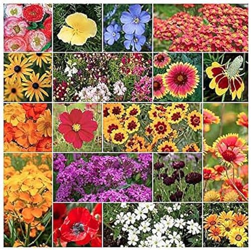 Low Rainfall, Dry Area Wildflower Seed Mix - Annuals and Perennials by MardeRossCompany