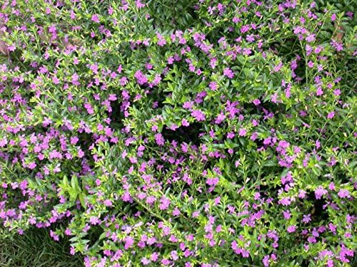 American Plant Exchange Mexican Heather – 6-Inch with Pot – Live Flowering Plant with Lavender or White Blooms, Easy Care Groundcover for Home, Garden, or Patio Decor - Image 3