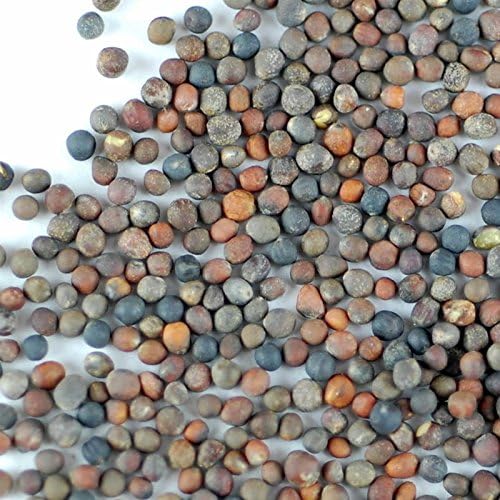 Handy Pantry Organic Broccoli Sprouting Seeds 2.5 Pound Resealable Bag - Image 2