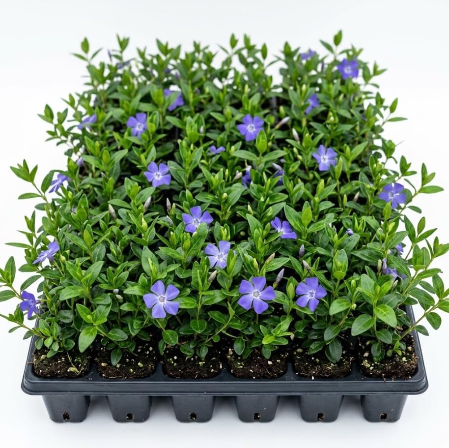 Set of 25 Creeping Myrtle Live Plants, Blue Vinca Minor Periwinkle Ground Cover, Hardy Perennial, Bare Root, No Pot - Image 2