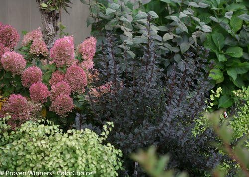 Proven Winners - Physocarpus op. Tiny Wine (Ninebark) Shrub, dark foliage/ dwarf , #3 - Size Container - Image 5