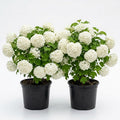 2 Old Fashion Snowball Viburnum Live Plants, Snowball Bush Clusters of White Flowers, Deciduous Shrub, 6-12" Tall 4" Pot by Unknown