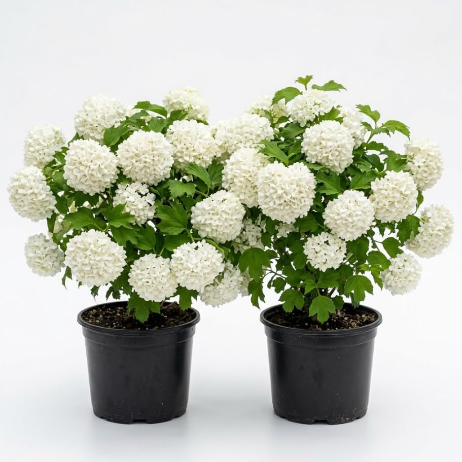 2 Old Fashion Snowball Viburnum Live Plants, Snowball Bush Clusters of White Flowers, Deciduous Shrub, 6-12" Tall 4" Pot by Unknown