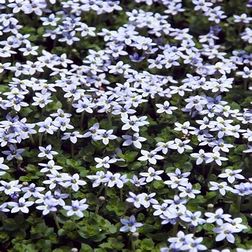 Laurentia Fluviatilis ‘Blue Star Creeper’ – Low-Growing Ground Cover with Soft Blue Flowers, Carpet-Forming Perennial for Pathways & Garden Beds (4.5" Pots/Flats of 10 / Flats of 10) - Image 3