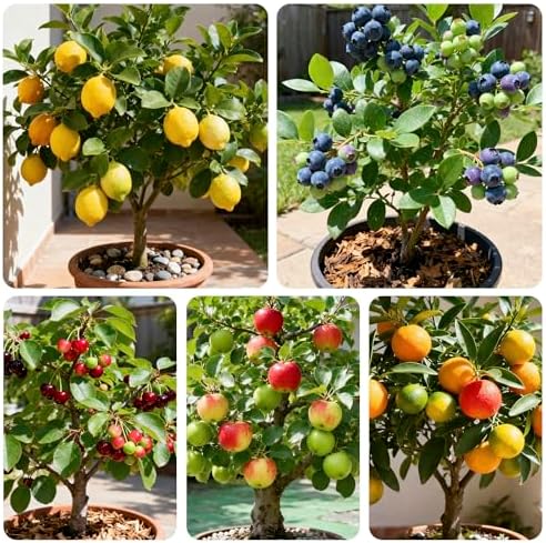 Mix Bonsai Fruit Tree Seeds for Planting, 5 Variety Individual Packs-40 Lemon 20 Cherry 40 Orange 40 Apple 20 Blueberry-Heirloom Fruit Seeds - Image 3