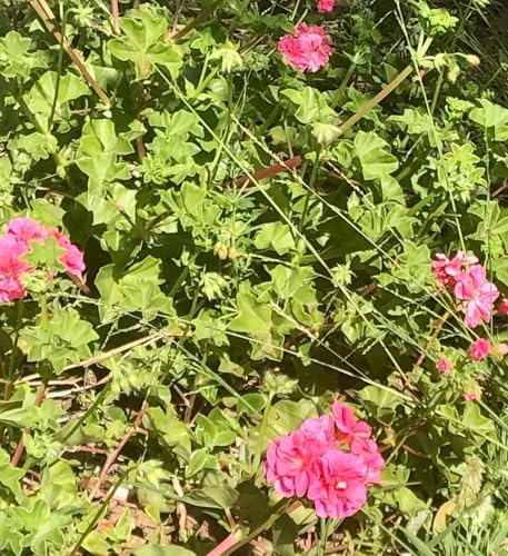 Set of 2 Live Ivy Geranium -Pelargonium Peltatum, Climbing Ivy Leaves with Pink Flowers, 2 Fully Rooted Plants 6-12" Long, Options of Single-Layer or Multi-Layer Petals (Multi-Layer Petal Pink) - Image 5