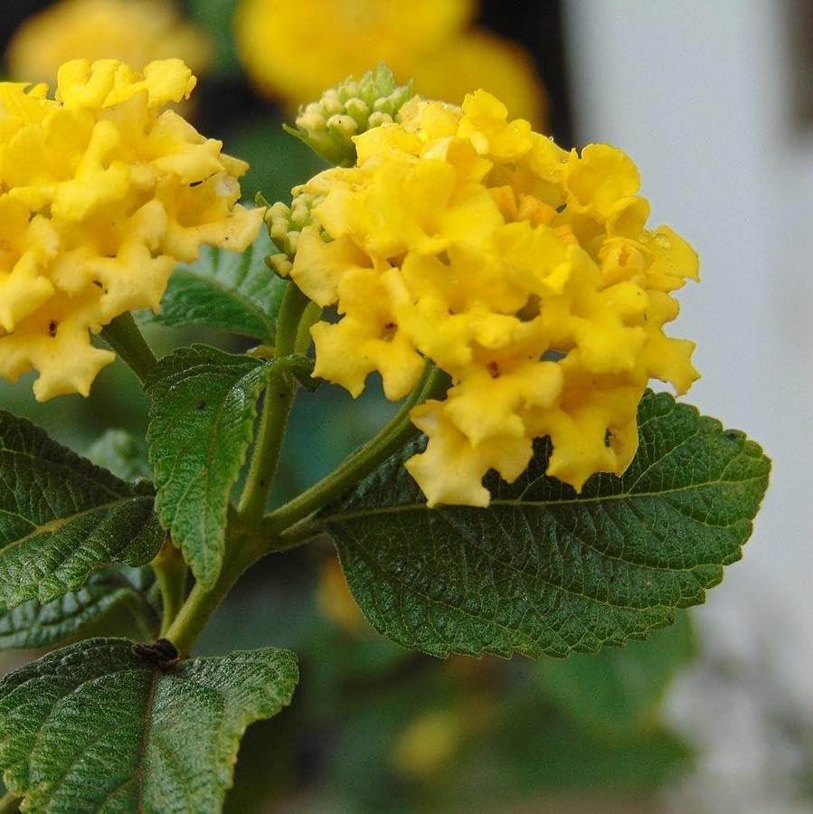 Lantana Plants Live - Yellow Lantana Lola Pack of 3 Live Plants for Planting - 4-6 Inches Tall - Attracts Butterflies, Perfect for Containers & Garden Beds, Low Maintenance - Image 2