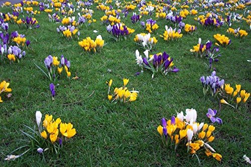 50 Crocus Bulbs - Large Flowering Mix -White, Purple,Blue,Yellow.Bulb Size: 8/9“.walkways or in Your Lawn for Amazing Spring Color.” - Image 3