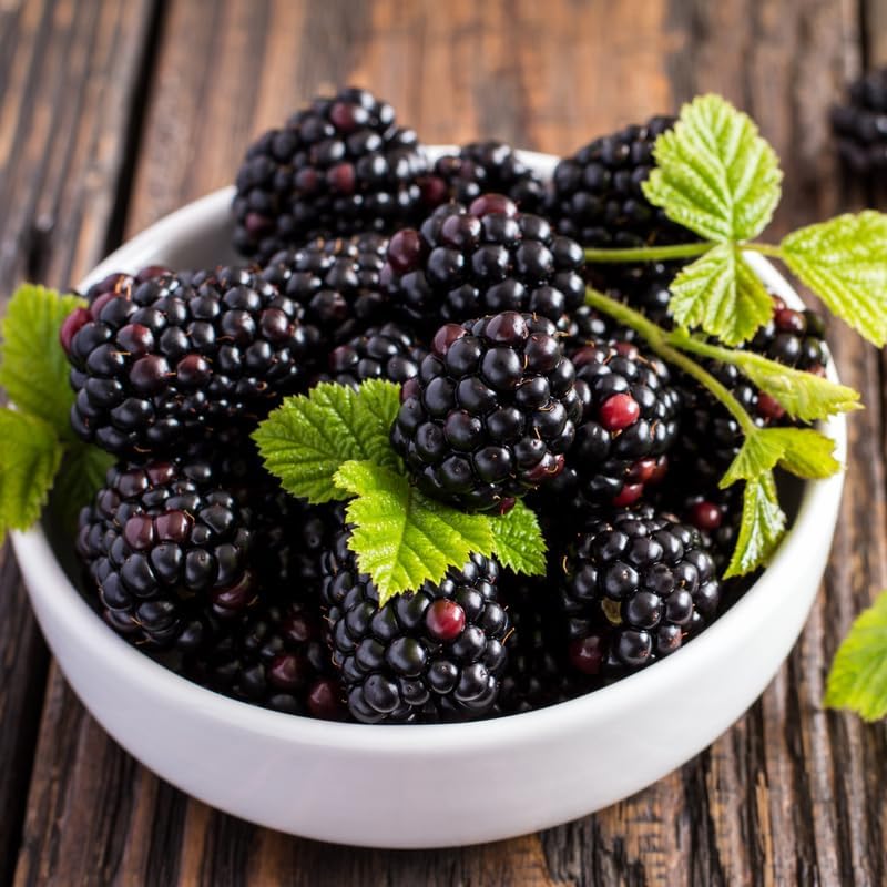 2 Navaho BlackBerry Live Plants, Thornless Berry Plant, 5-8" Tall - Image 3