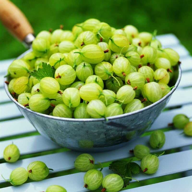 Sweet Gooseberry Live Plant, Cold Hardy Berry Bush, 5-9 Inch Tall - Image 5