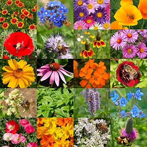 Seed Needs Pollinator Seed Honey Bee Blend 12,500 Seeds 1 Ounce Bulk Pack - Image 2
