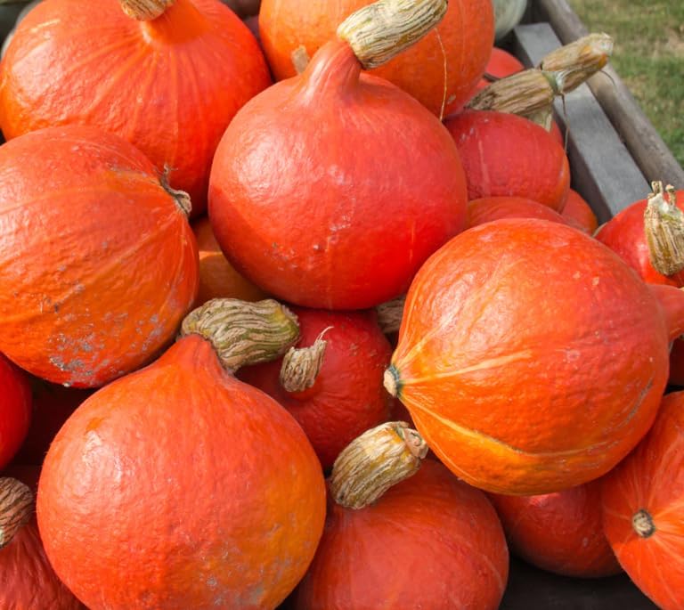 Japanese Red Kuri Squash Seeds - 40+ Count - for 2026 Planting Hokkaido Orange Winter Pumpkin Ambercup Oriental Hubbard Asian Golden Garden Grow Your Own Home Farm Patio Healthy - Image 3