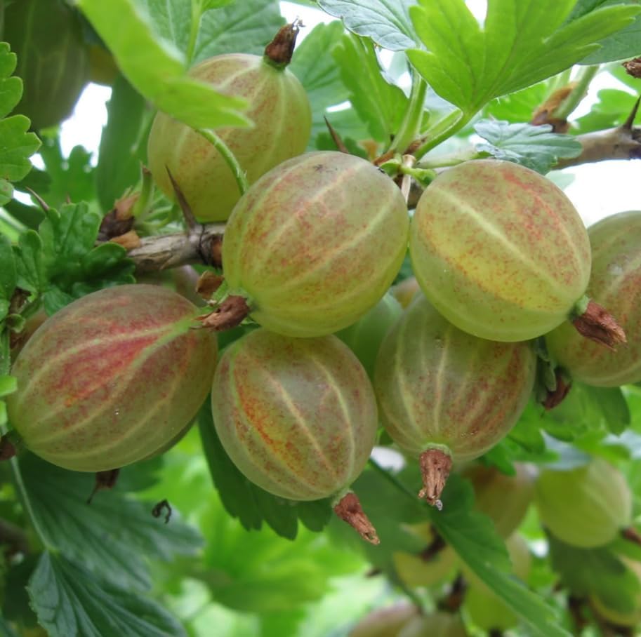 Live Pixwell Gooseberry Plant, Cold Hardy Gooseberry Shrub, Blush Pink Gooseberries Bush Stater Tree, 6-12" Tall - Image 6