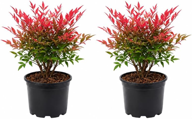 2 Harbor Dwarf Nandina Live Plants (Nandina Domestica), 6-8" Tall in Quart Pot, Low Maintenance, Compact Evergreen Shrub with Red Seasonal Foliage, Ideal for Garden & Landscape by GINGERGLOW