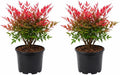 2 Harbor Dwarf Nandina Live Plants (Nandina Domestica), 6-8" Tall in Quart Pot, Low Maintenance, Compact Evergreen Shrub with Red Seasonal Foliage, Ideal for Garden & Landscape by GINGERGLOW