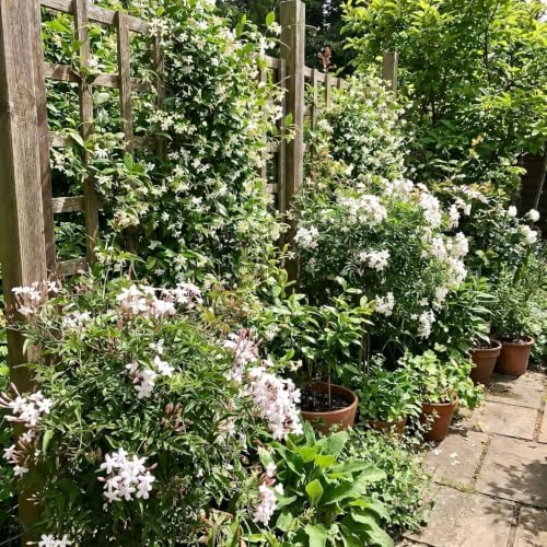 Random Jasmine Vine Live Plant, Patio Container Flower, 4-7 Inches - Image 2