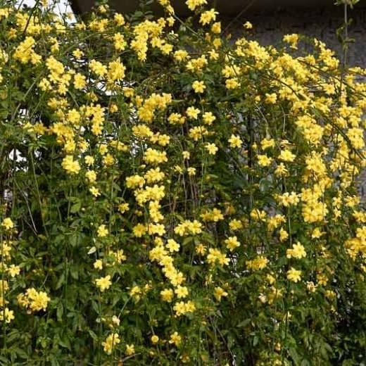Primrose Jasmine - 4 x 2 inch Cups - Image 6