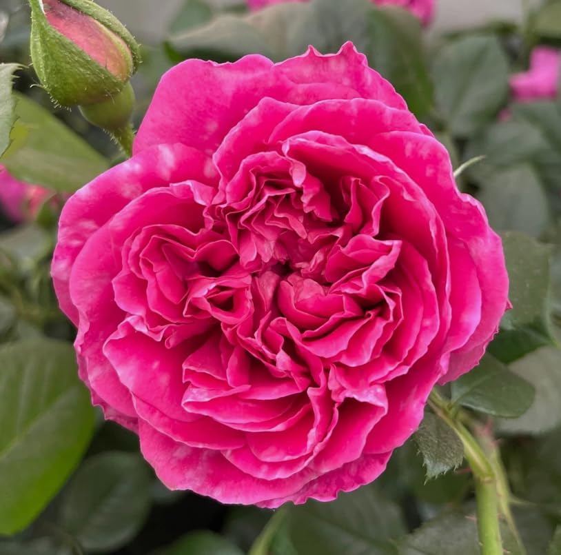 Climbing Roses Live Plants 5-8 "Tall 3" Pot, Heirloom Roses Climber Repeat Flowering, Vibrant Blooms, Hardy Shrub Outdoor Garden Flower (Pink) - Image 4
