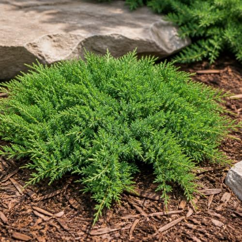 Florida Foliage Green Sargent Juniper | 1 Live 4 Inch Pot | Juniperus Chinensis | Drought Tolerant Cold Hardy Evergreen Groundcover Plants - Image 4