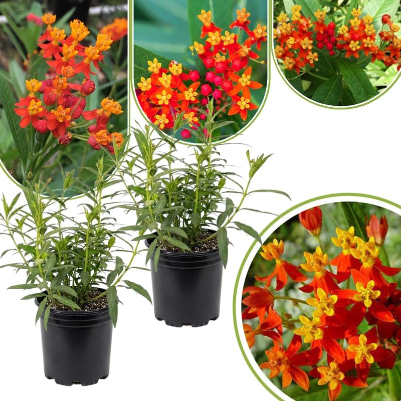 2 Red Milkweed Plants Live for Spring Planting, Butterfly Mikweed 4-8" in Tall, Asclepias Tuberosa Plants Bush for Perennial Flowers Outdoor Growing - Image 6