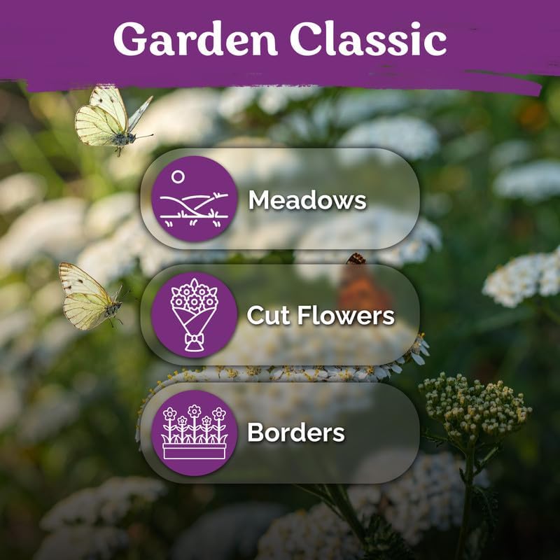 14,000 White Yarrow Heirloom Perennial Flower Seeds, Achillea Millefolium - Image 6