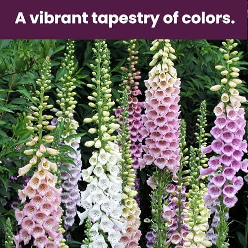 Foxglove Seeds Perennial – Mixed Colors, 200,000+ Seeds Bulk Pack for Easy-to-Grow Home Gardening, Tall Spire Blooms for Garden Borders, Attract Hummingbirds & Bees - Image 3