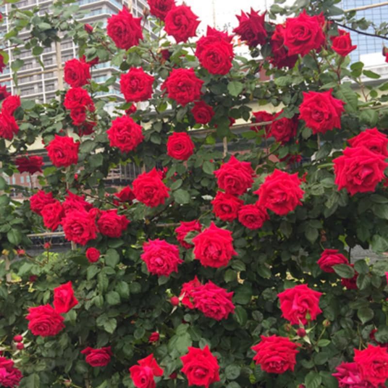 Don Juan Live Rose Plant, Hardy Reblooming Rose Bush, 5-9 Inch Tall - Image 6