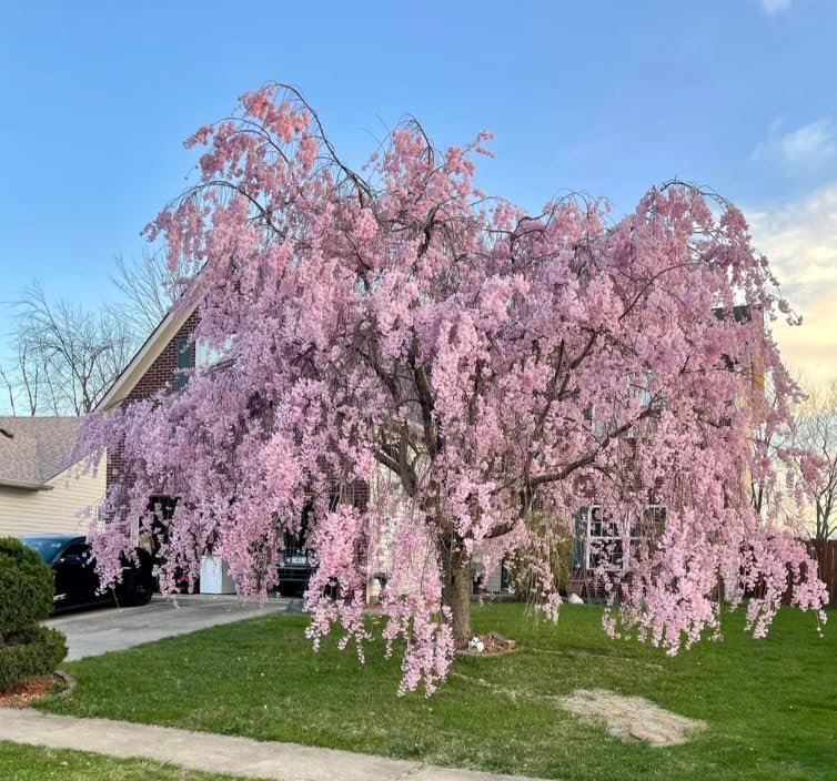 Pack of 2 Weeping Cherry Trees Live Plant Cherry Blossom Tree, Ornamental Tree White Blooms, 6-12" Tall in Small Pot - Image 6