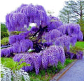 Blue Moon Wisteria Vine - Massive Foot Long Fragrant Flowers - Attract Hummingbirds - 2 - Year Plant by - Japanese Maples and Evergreens by Japanese+Maples+and+Evergreens