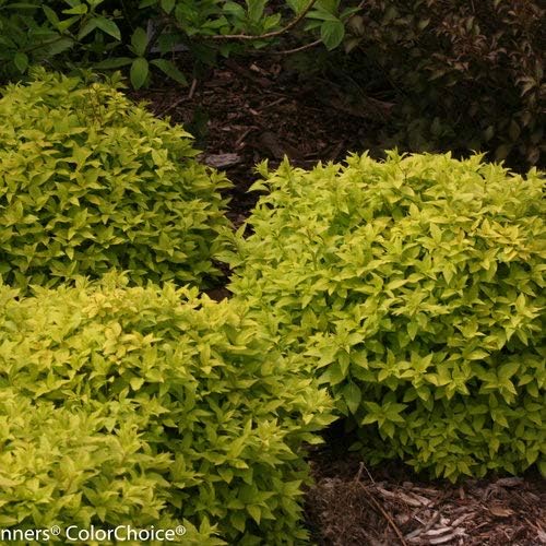 Proven Winners - Spiraea jap. Double Play Gold (Spirea) Shrub, , #3 - Size Container - Image 5