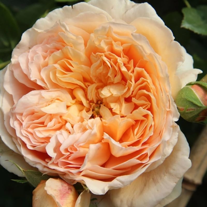 English Climbing Roses Live Plants, Fragrant Starter 5-9" Tall - Image 6