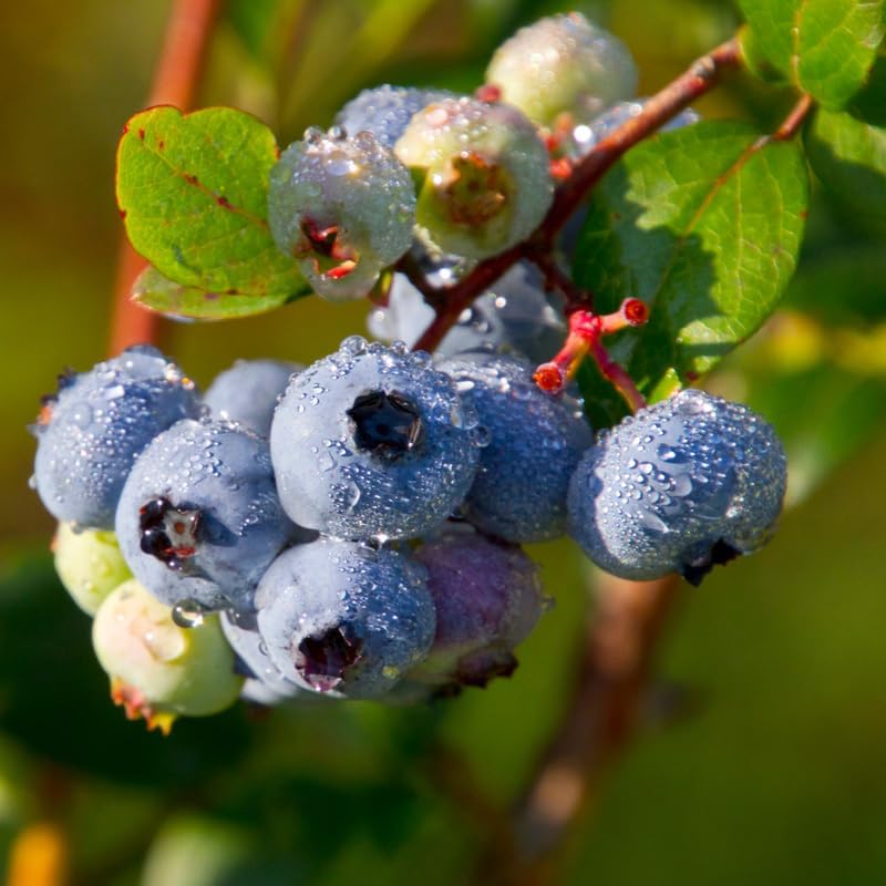 Highbush Blueberry Live Plant, Perennial Berry Bush, 5-10 Inch Tall - Image 2