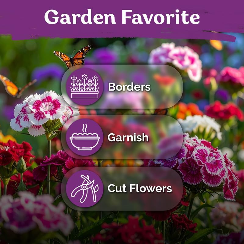 10,000 Mix Sweet William Heirloom Flower Seeds, Dianthus Barbatus - Image 6