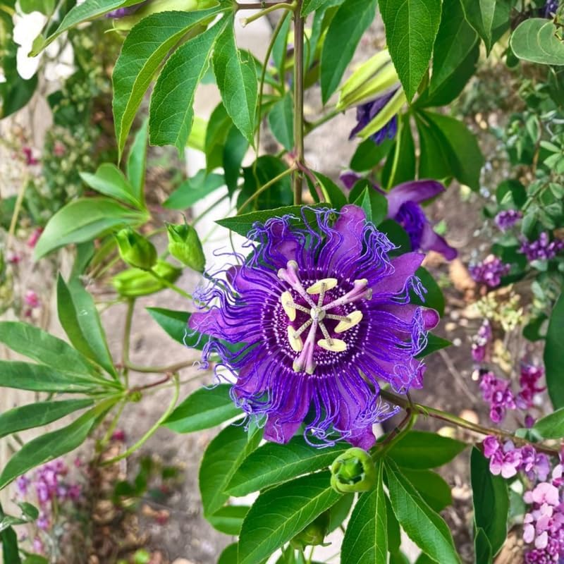 2 Purple Passiflora Plants, Colorful Passion Flower Vines, 4-7'' Tall - Image 6