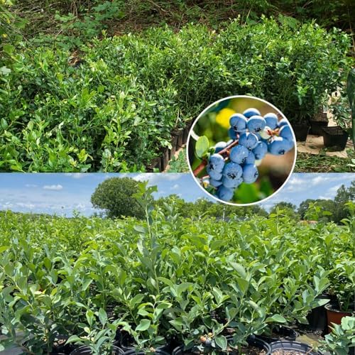 Top Hat Blueberry Live Plant, Berry Seedling, 5-10 Inch Tall - Image 4