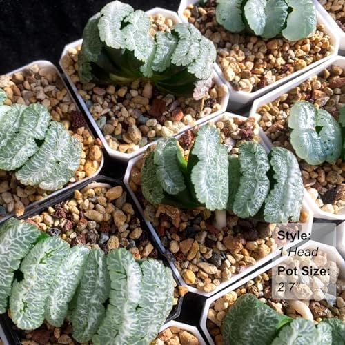 Haworthia Truncata-Tiger Queen Rare Succulent Plants Live, Pot 2.7" Green Live Plant, Soil and Pot Excluded, Garden Indoor Office Desk, Wedding Party Baby Shower Decor, Friend Plant Lovers Gifts - Image 3